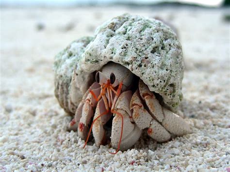 Hermit Crab Crabs Sealife Hd Wallpaper Peakpx