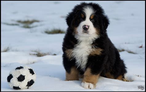 Guide To Buying A Bernese Mountain Dog Puppy