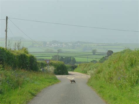 A Dogs Life In The Tamar Valley Cornwall Pl17 Out For A Stroll