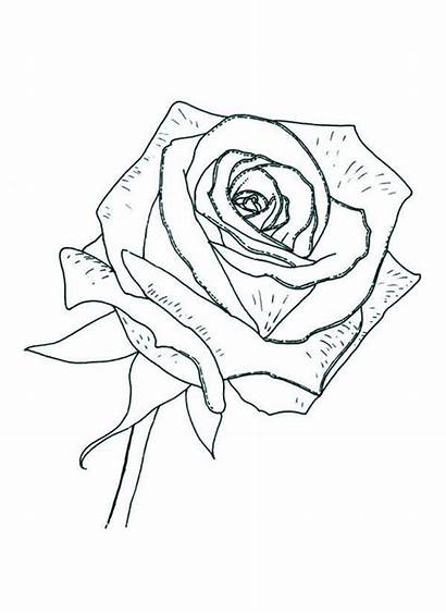 Coloring Rose Pages Compass Sheet Printable Detailed