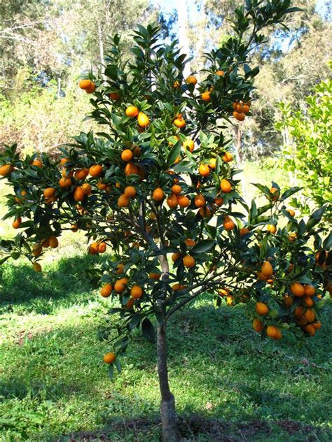 Maybe you would like to learn more about one of these? Kumquat Nagami Tree - Fortunella margarita