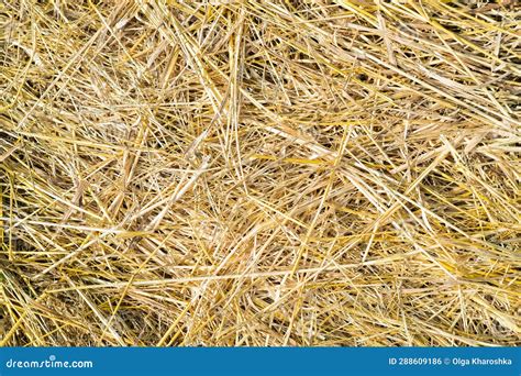 Beautiful Background Texture Of Dry Straw Hay The Concept Of