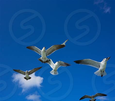 Seagulls Sea Gulls Group Flying On Blue Sky In Caribbean Sea By Tono