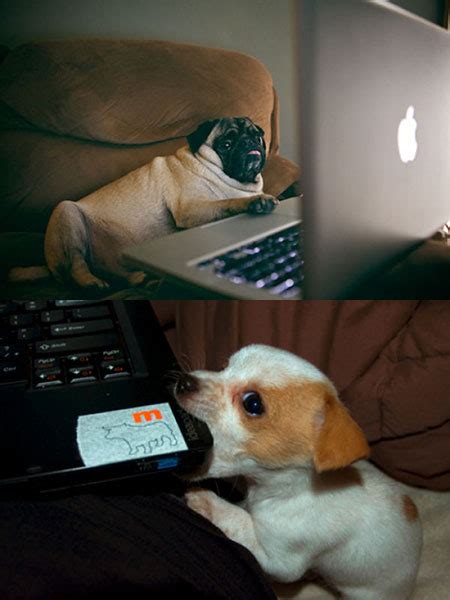 18 Funny And Geeky Pictures Of Dogs Using Computers Techeblog