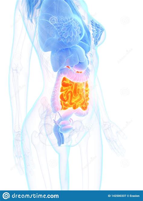 A Womans Small Intestine Stock Illustration Illustration Of Accurate 142500337