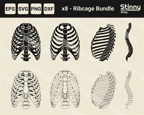 Ribcage Silhouette Bundle Ribcage Svg Skeleton Png Skeleton Printable