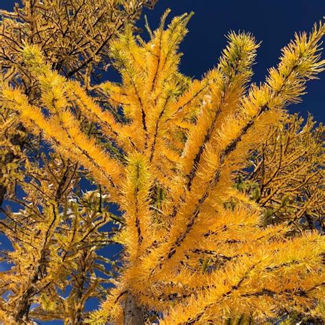 How And Where To See Seattle Area Larch Trees This Fall Larch Tree