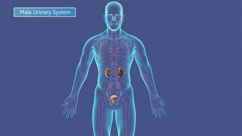 Animation Of The Male Urinary System Motion Background Storyblocks