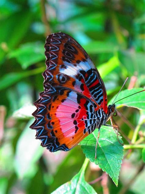The 25 Best Beautiful Butterflies Ideas On Pinterest