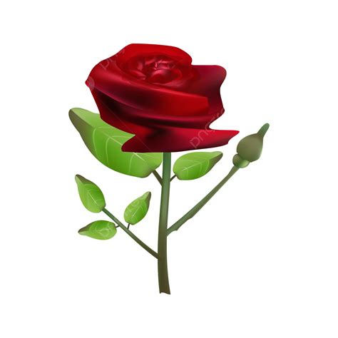 Gambar Bunga Mawar Bunga Mawar Daun Png Dan Vektor Dengan Background