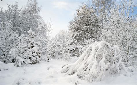 Hd Winter Snow Trees Forest Background Pictures Wallpaper