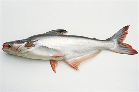 Pangasius Catfish Profile Size Aquarium Diet Care Seafish