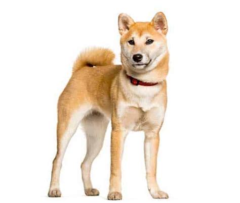 7 Dog Breeds That Look Like Corgis Pictures And Info Zooawesome