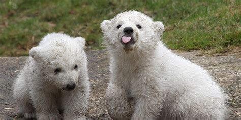 Twin Polar Bear Cubs At Munich Zoo Are The Cutest Things Ever