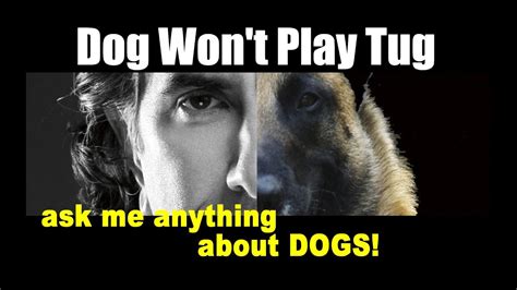 My Rescue Dog Wont Play Tug Ask Me Anything Dog Training Video