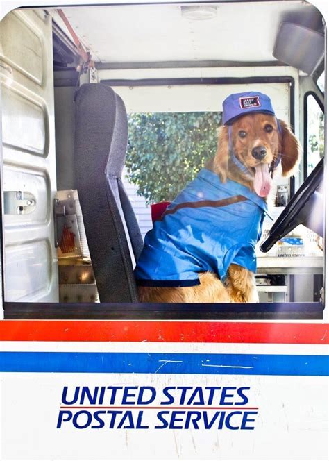 Mail Dog Us Postal Service United States Postal Service Funny Dog