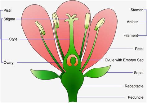 I am trying to classify a hibiscus plant's male(stamen) and female part(pistil). ZCHHS English HS