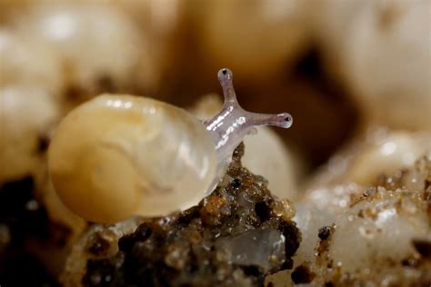 La naissance et les premiers jour des bébés escargots La Salamandre