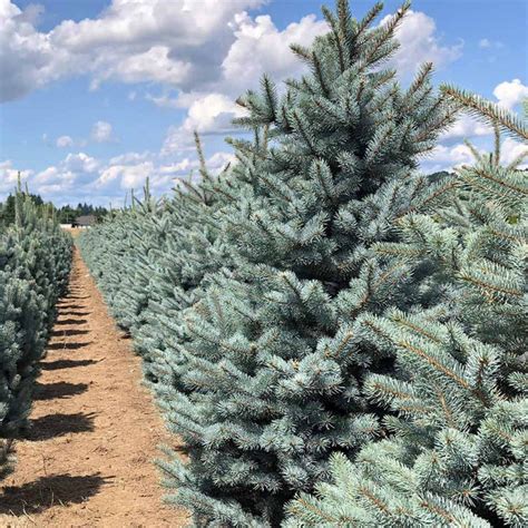 Fat Albert Colorado Blue Spruce Trees For Sale
