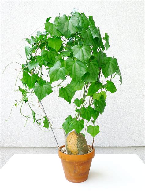 Deciduous caudiciform vine, the caudex can grow up to 40 inches in diameter. Gerrardanthus macrorrhizus | Han Keat Lim | Flickr