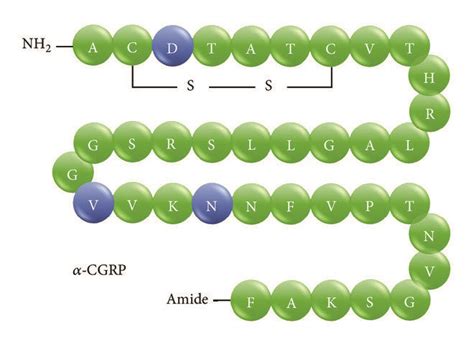 Protein Primary Structure Of Human Cgrp The Calcitonin Gene Related