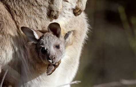 Why Do Marsupials Have Pouches And Other Questions