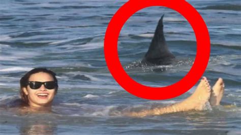 Top 7 Worst Shark Attacks In History Ollie Langdon Youtube