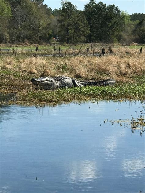 Best Places To See Alligators In Tallahassee