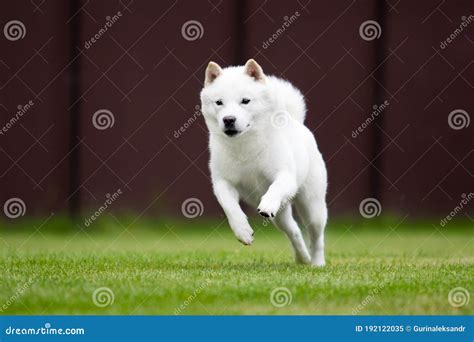 Hokkaido Dog Breed Stock Image Image Of Outdoor Field 192122035