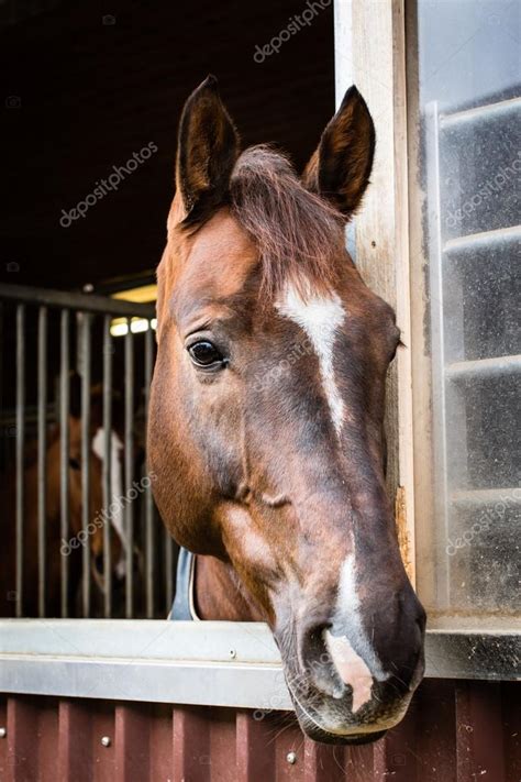 Beautiful Horse Looking Out Of The Stable Window Stock Photo By