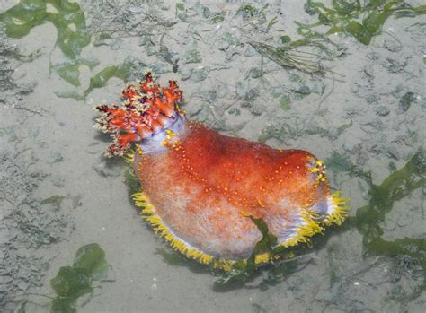 Sea Apple Sea Cucumber Pseudocolochirus Violaceus Flickr Photo