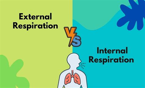 External Respiration Vs Internal Respiration What S The Difference In Tabular Form Points