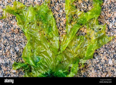 La Lechuga De Mar Ulva Lactuca Alga Verde Comestible Arrastrado En La
