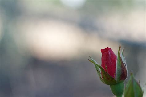 Free Images Nature Branch Blossom Sunlight Leaf Flower Petal