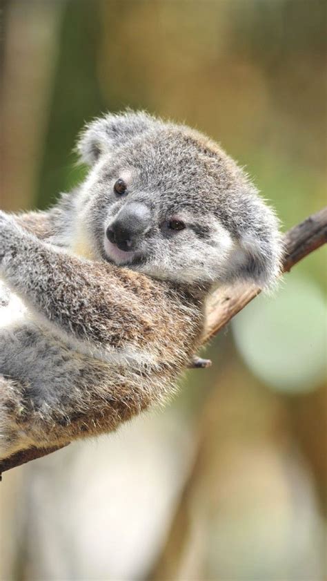 673 Best Images About Animals Koala On Pinterest Mothers A Tree And Zoos