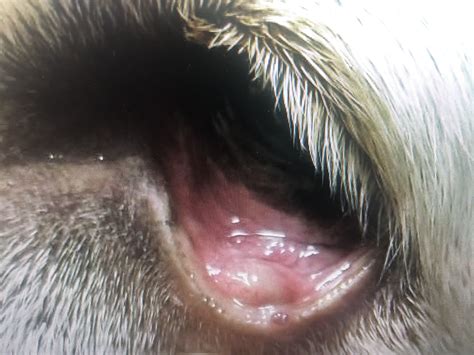 Dog With A Meibomian Cyst On Lower Eyelid Cat Eye Problems Eyes