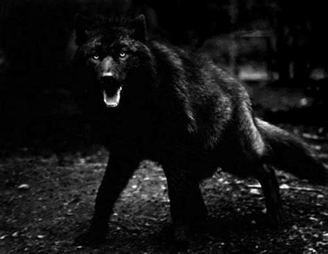 Black Wolf Wallpaper Hd 1080p High Quality Wallpapers 1080p And 4k Only
