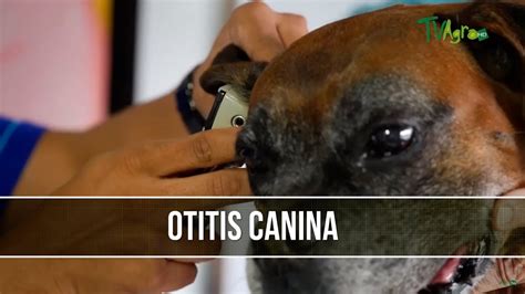 Como Prevenir La Otitis Canina Tvagro Por Juan Gonzalo Angel Youtube