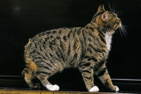 6 Great Irish Cat Breeds Wise Kitten