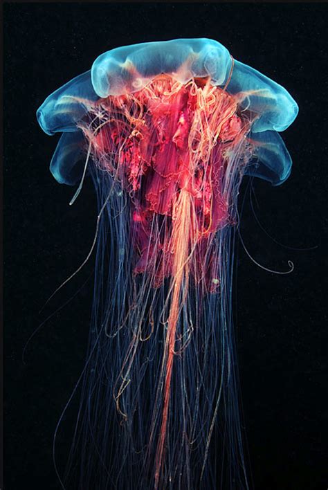 Incredible Photographs Of Jellyfish By Alexander Semenov