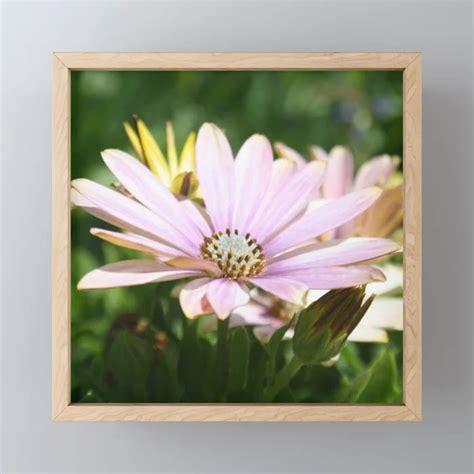 Buy African Daisy Close Up Framed Mini Art Print By Taiche Worldwide