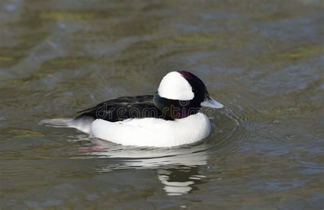 Bufflehead Diving Duck Male Stock Photo Image Of Nature Blue 36228430