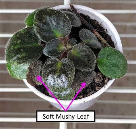 Relocate plant to place with less intense light. Why Are My African Violet Leaves Soft, Limp or Mushy ...