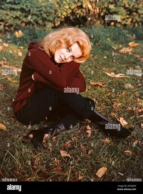 ANN MARGRET In CARNAL KNOWLEDGE Directed By MIKE NICHOLS Credit AVCO EMBASSY Album
