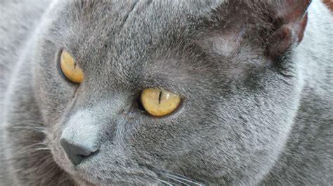Percy Chartreux Cat Chartreux Cat Cats Feline