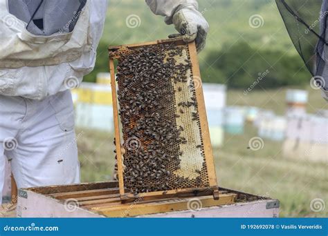 Beekeepers Working To Collect Honey Stock Photo Image Of Comb