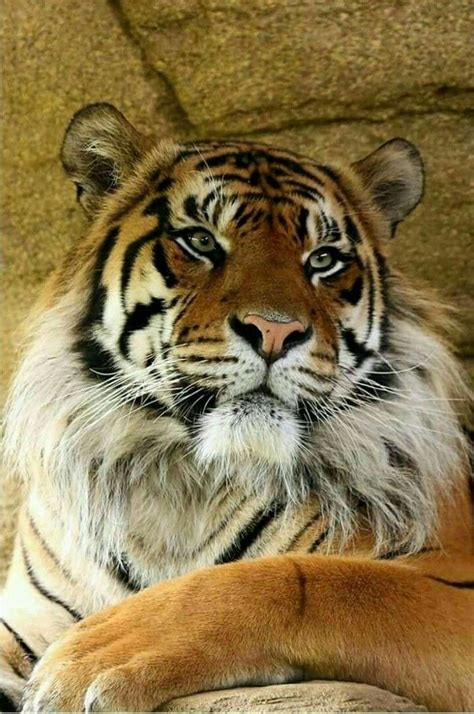 Just To Handsome Large Cats Large Animals Big Cats Animals And