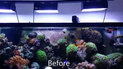 Hd New Aquascape Reef Aquarium 125 Gallon Youtube