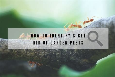 How To Identify And Get Rid Of Garden Pests Sefton Meadows Blog
