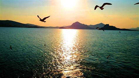 1366x768 Wallpaper Birds Flying Over Body Of Water During Sunset Peakpx
